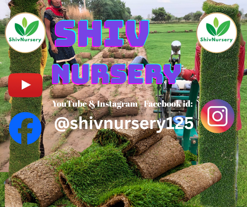 Natural Lawn Grass in Dwarka Sector 6 Delhi