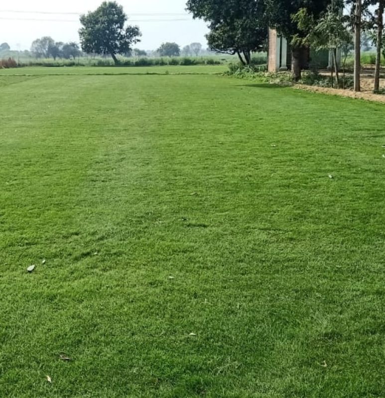 Natural Lawn Grass In Saket Delhi