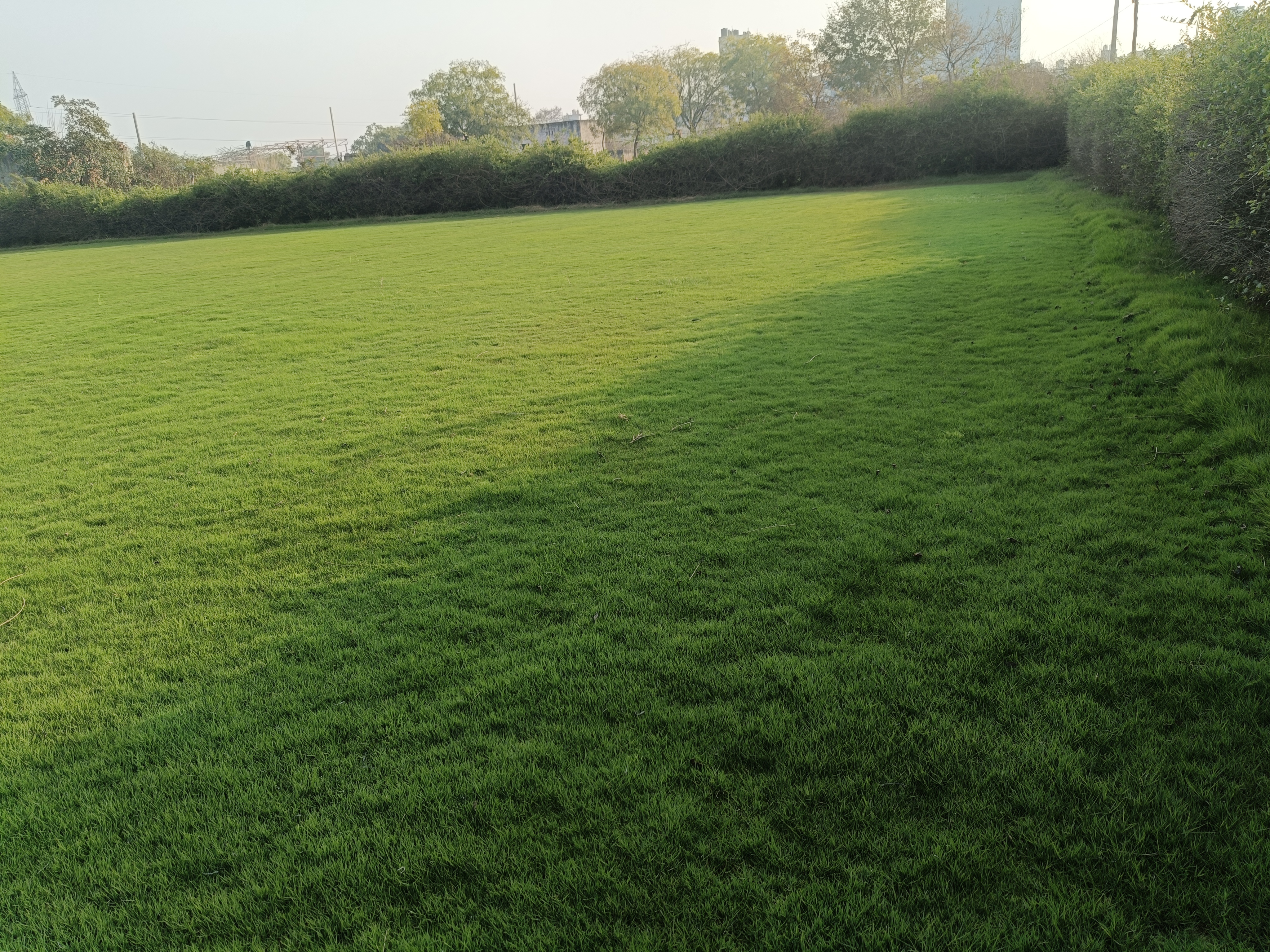 Natural Lawn Grass in Rohini