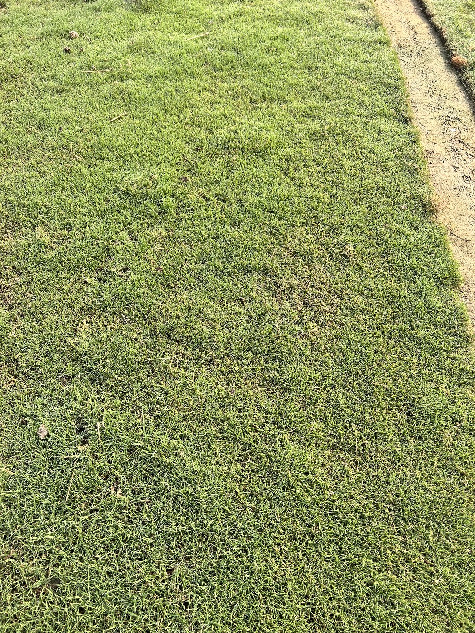 Buy Fresh Lawn Grass Faridabad