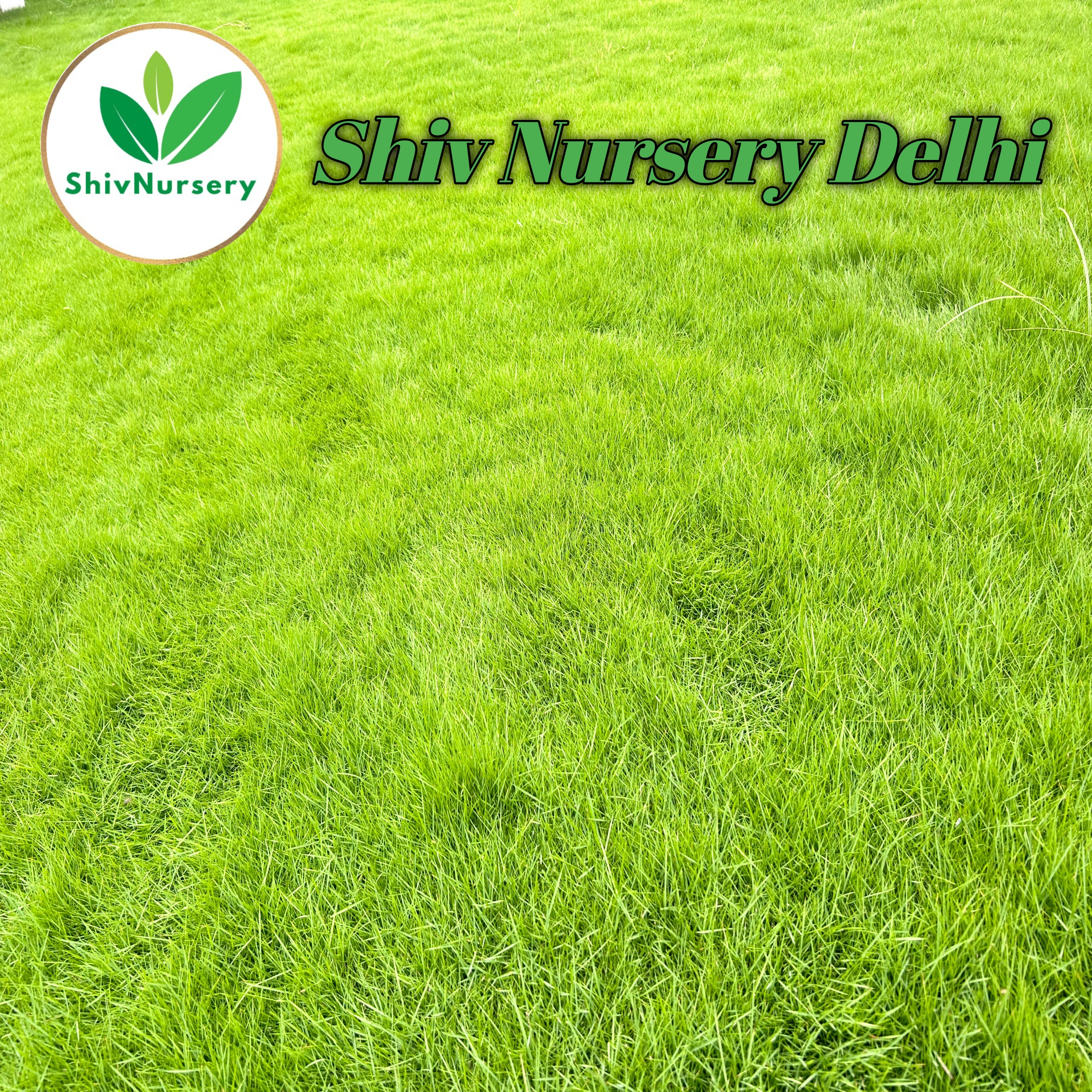 Premium Natural Lawn Grass Rolls