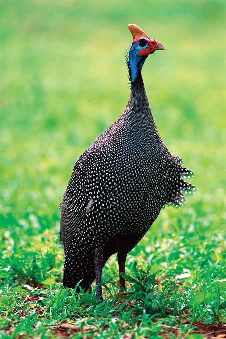 Helmeted Guineafowl