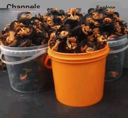 Dried Snail