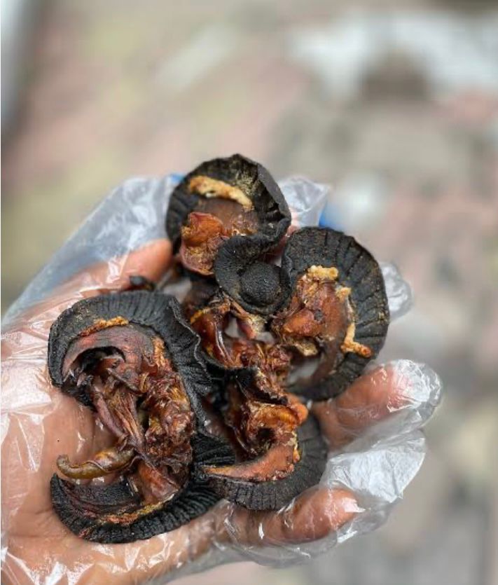 Dried Sea Black Mussels