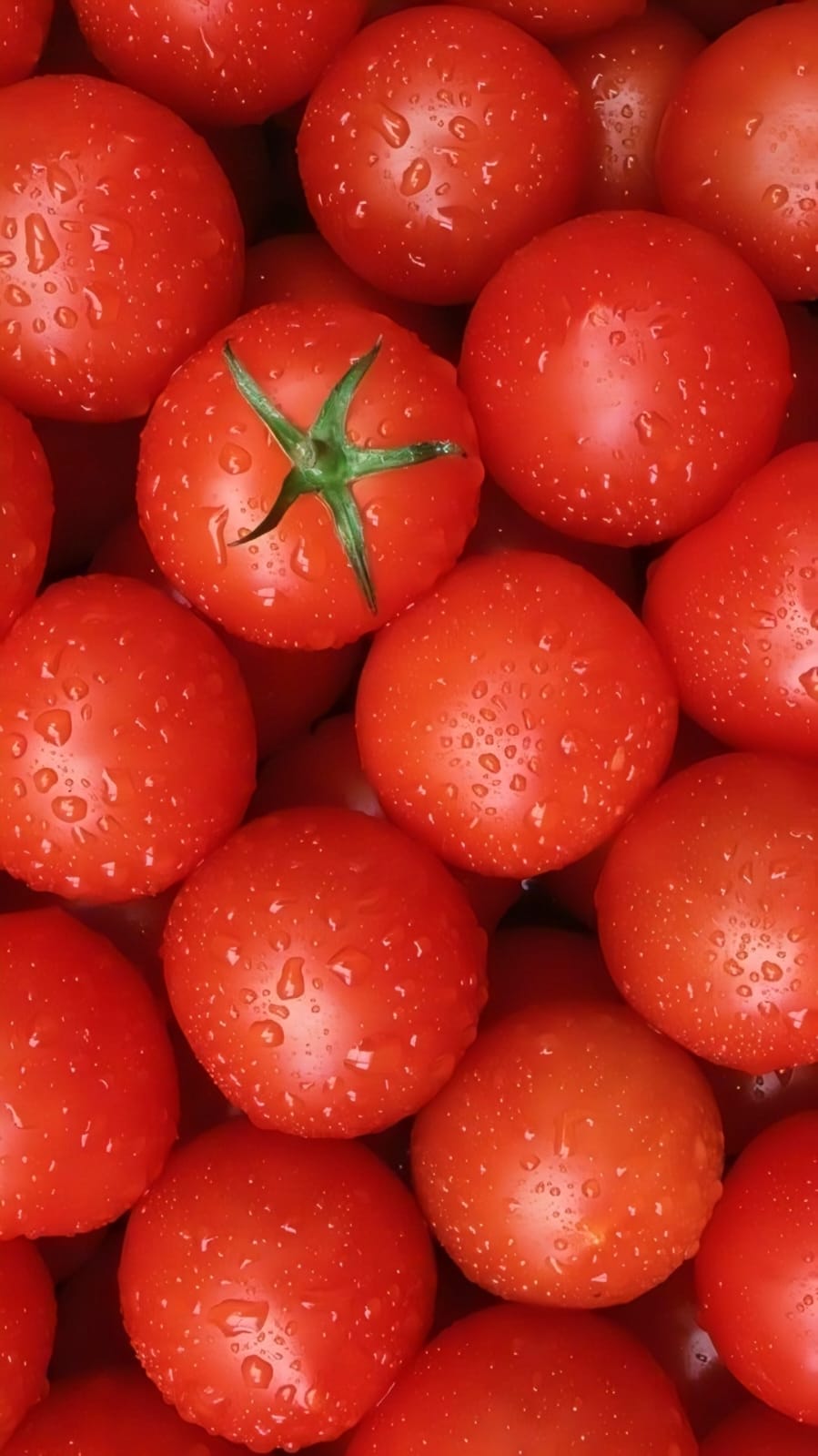 Fresh Tomatoes / തക്കാളി