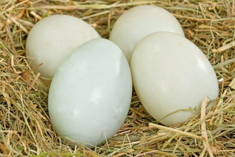 Duck Eggs / താറാവ് മുട്ട 