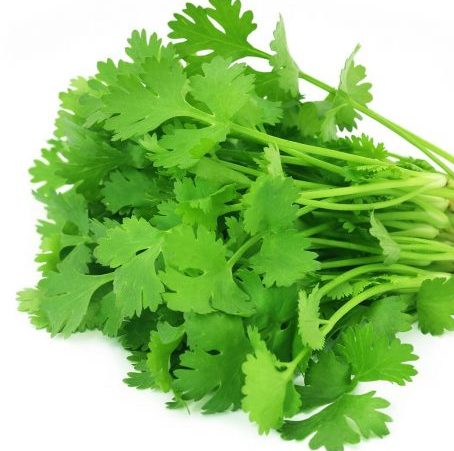Fresh Coriander Leaves / ഓർഗാനിക് മല്ലിയില 