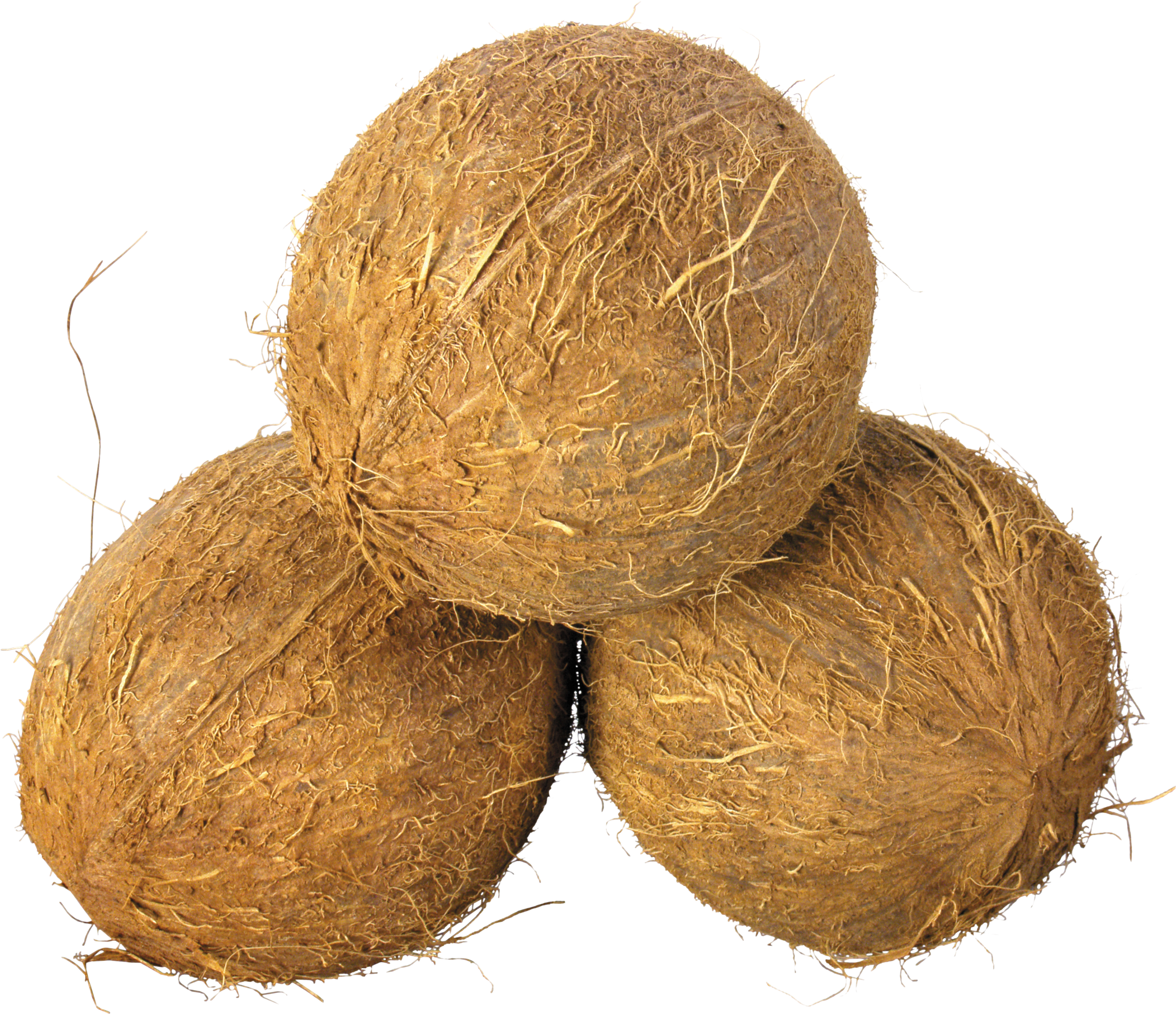 Coconut / നാളികേരം 