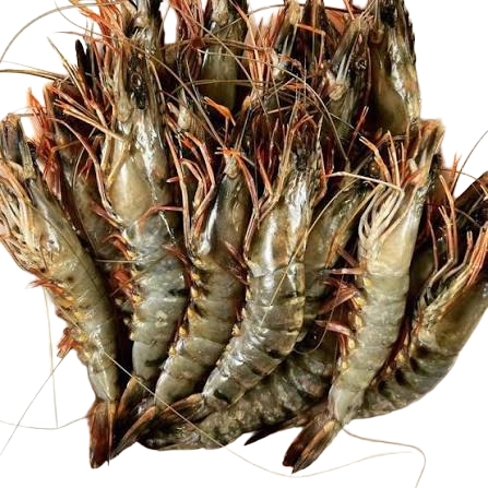 PRAWN  / ചെമ്മീൻ 