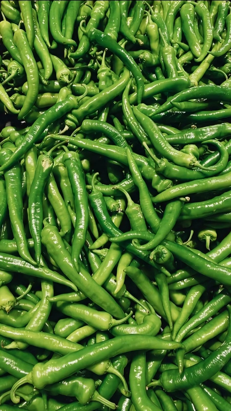 Green Chili / പച്ചമുളക് 