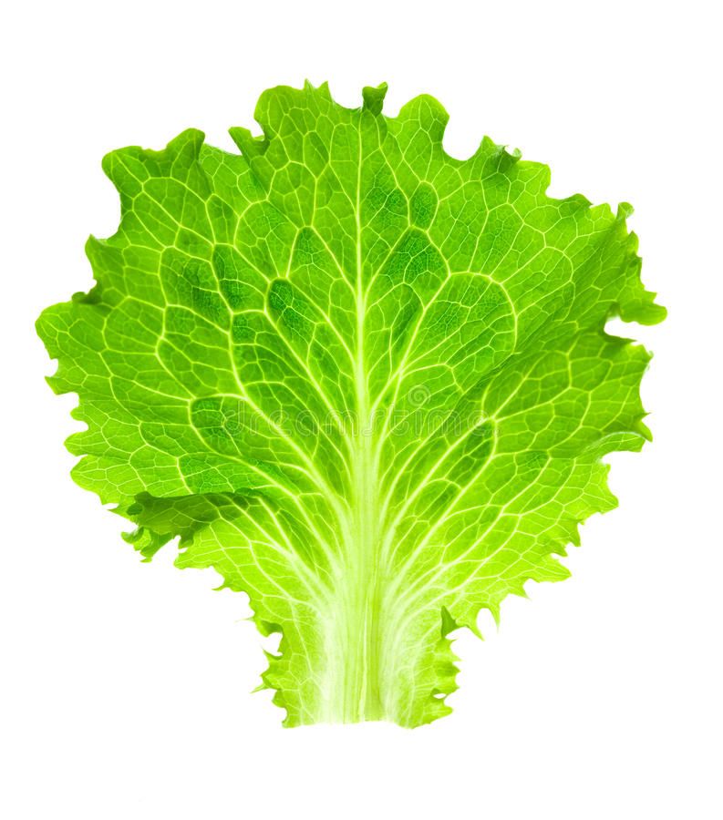 Fresh Lettuce Leaf/ ഉർവച്ചീര 