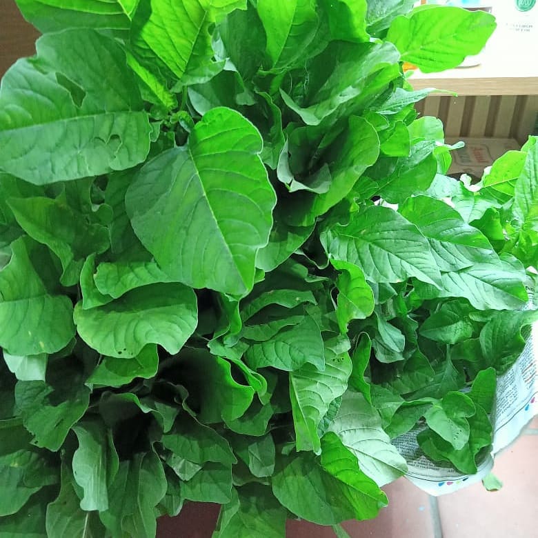Green spinach /പച്ച ചീര 