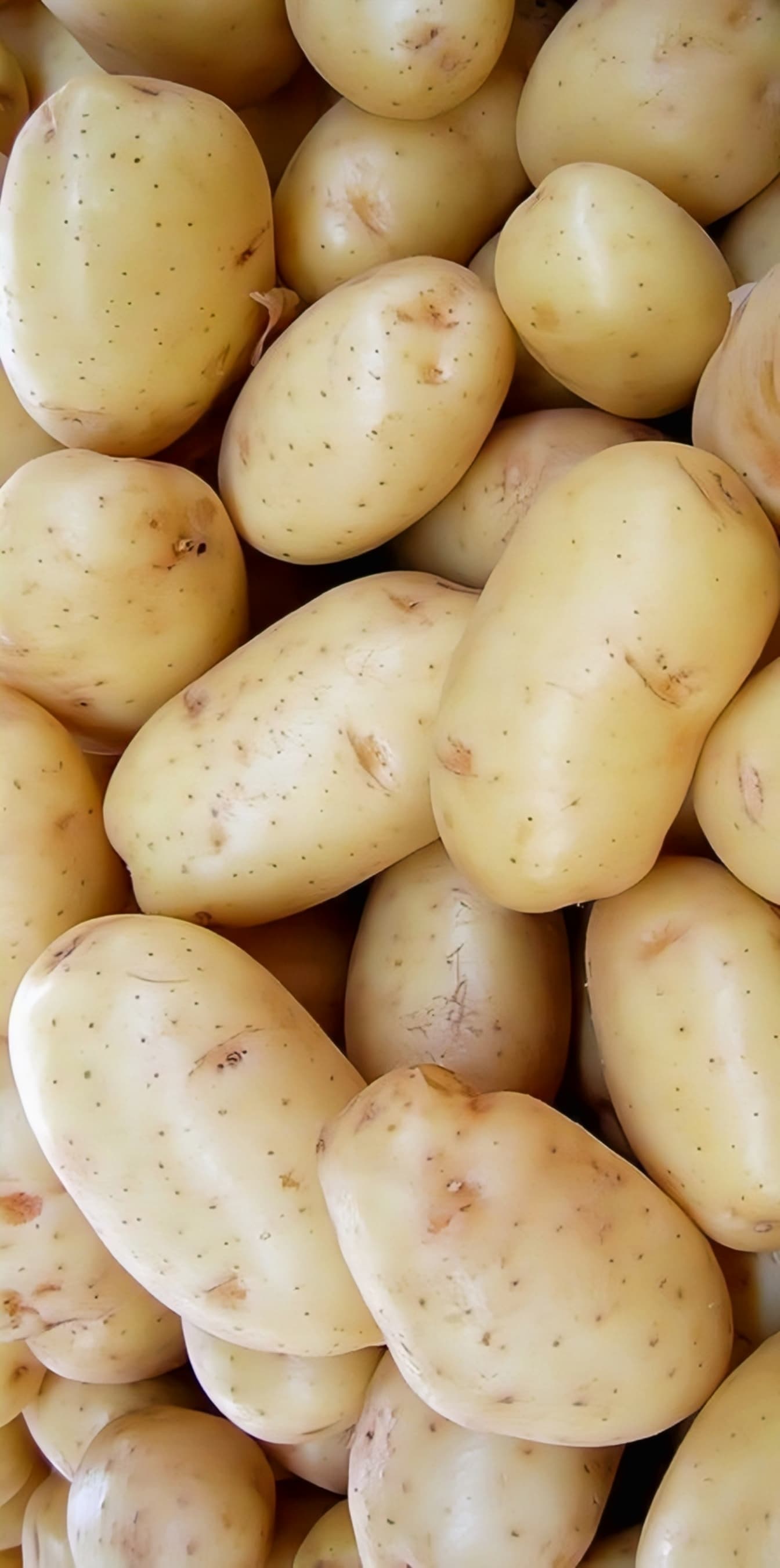 Fresh Potatoes / ഉരുളകിഴങ്ങ് 