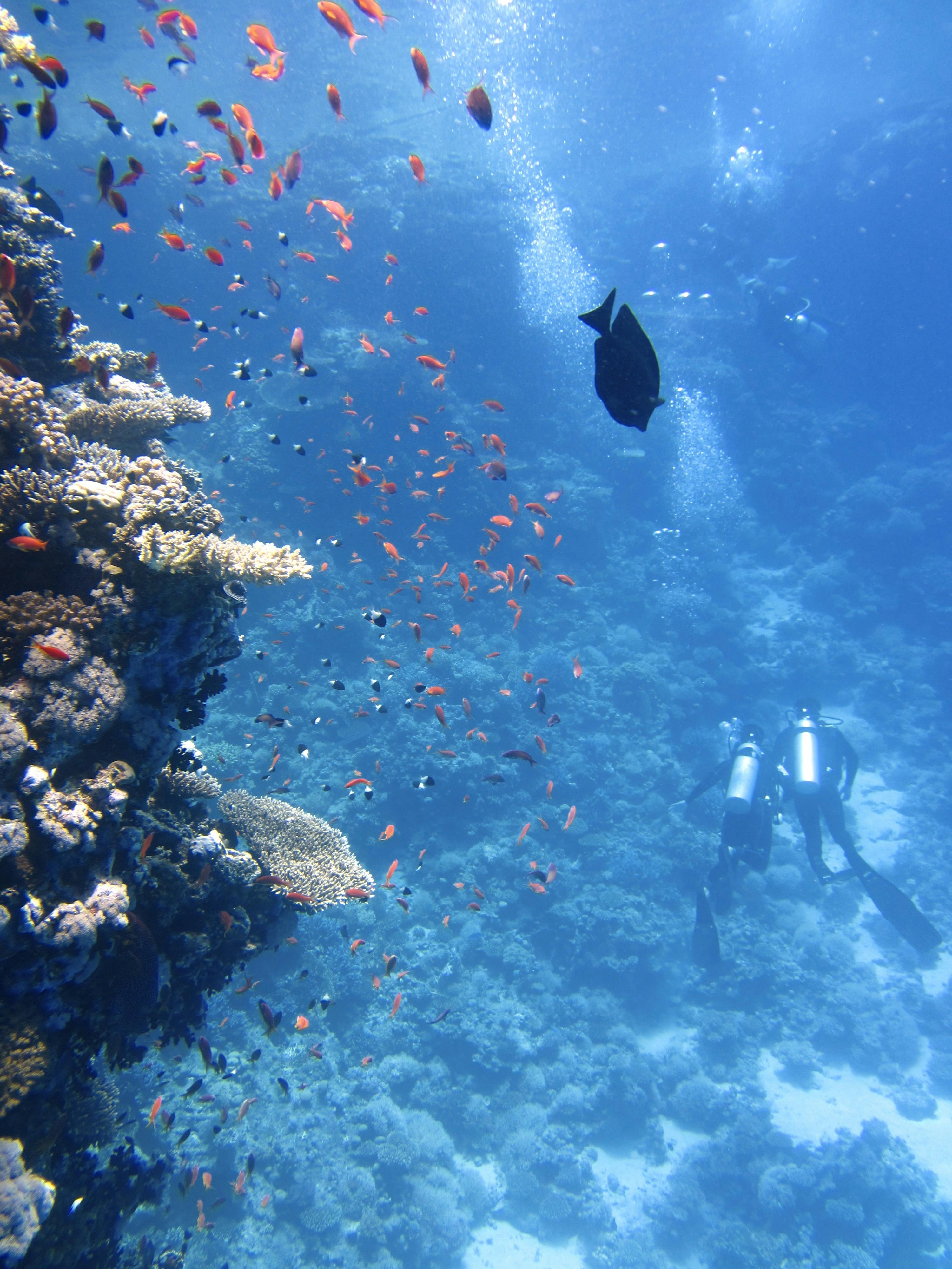 Bucea en uno de los mares más cristalinos de Colombia ISLA DE PROVIDENCIA
