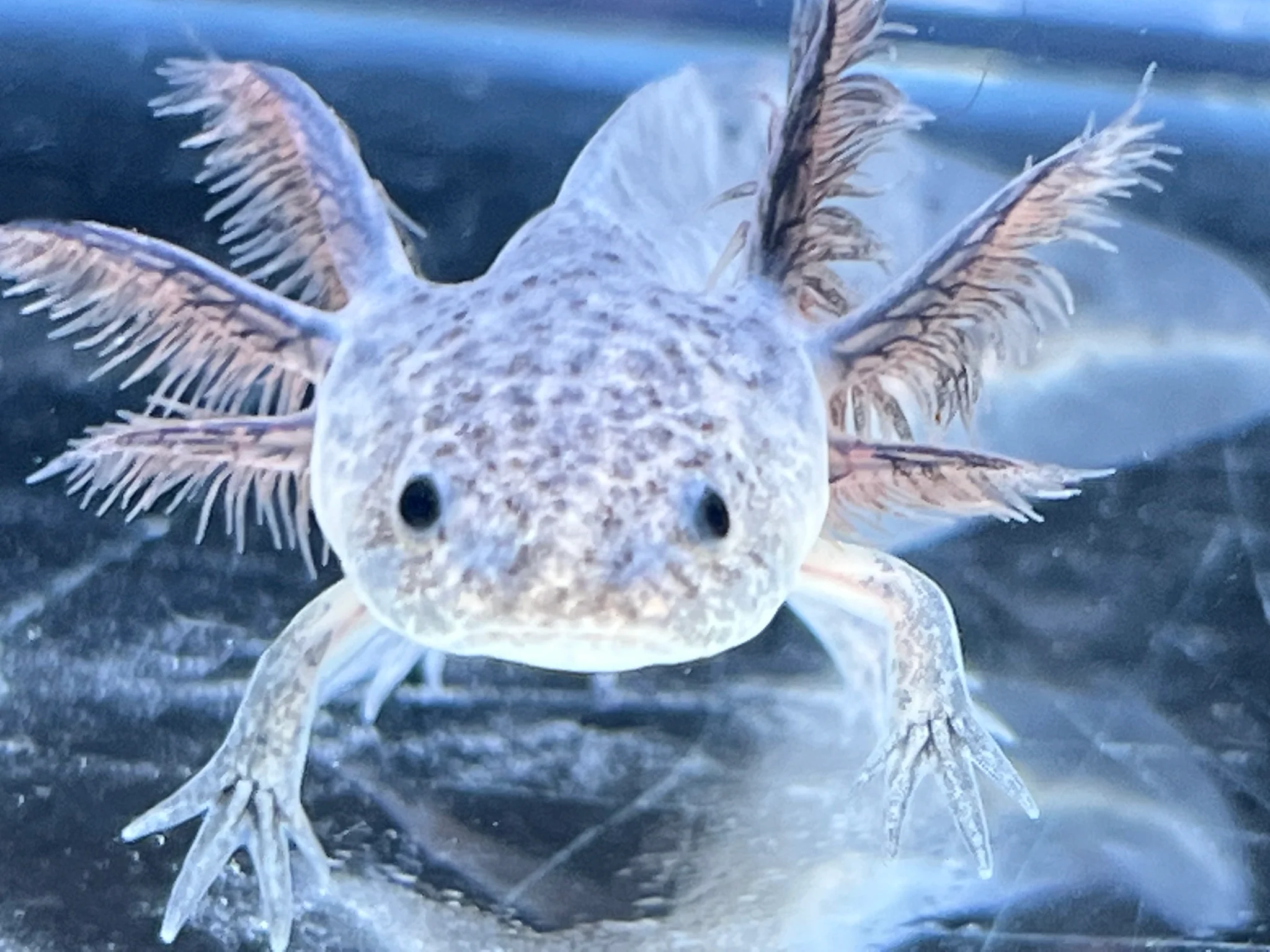 Axanthic