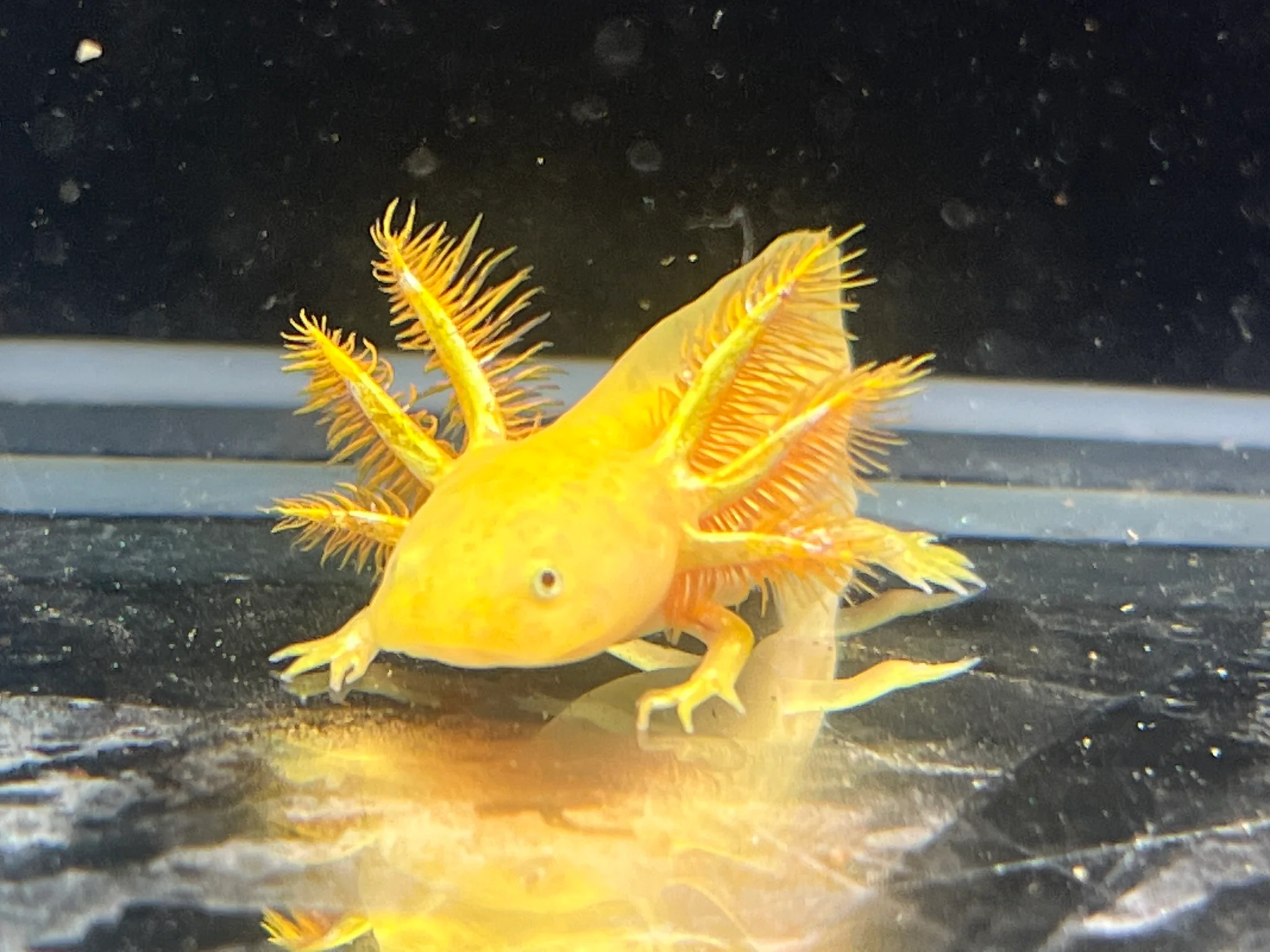 Hypo Copper