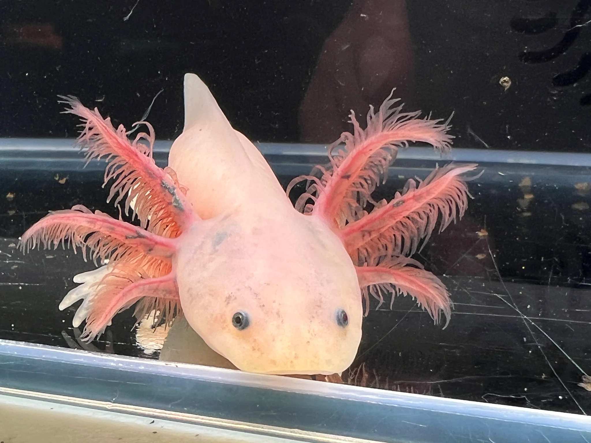 Dark Gill Leucistic with iridophores