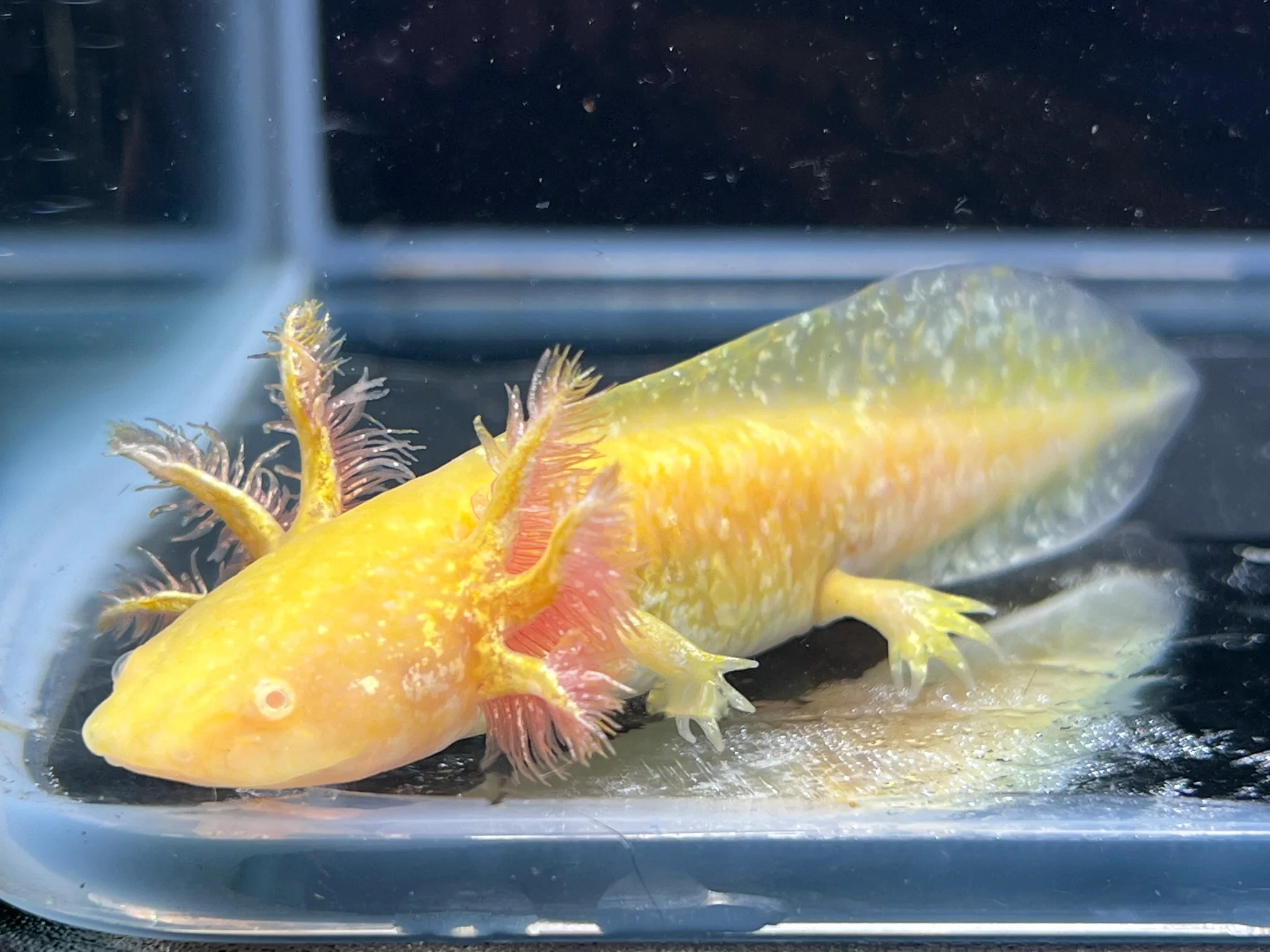Hi Iridophore Albino