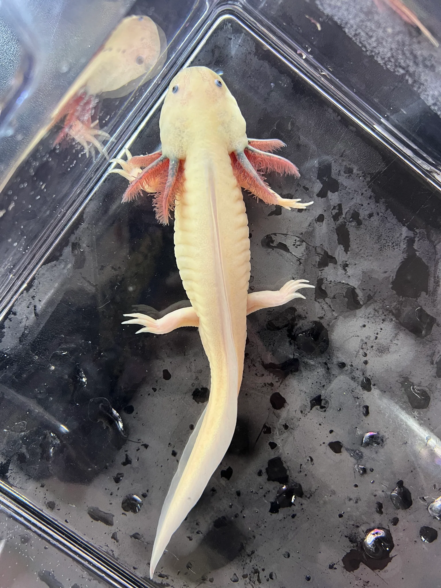 Male Dirty Dark Gill Leucistic Axolotl