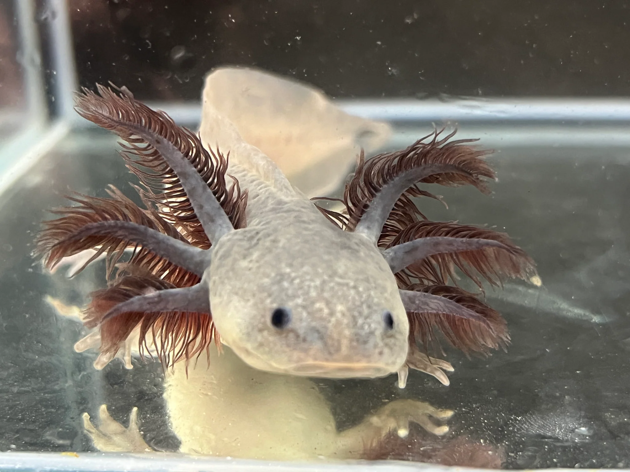 Melanoid Axanthic