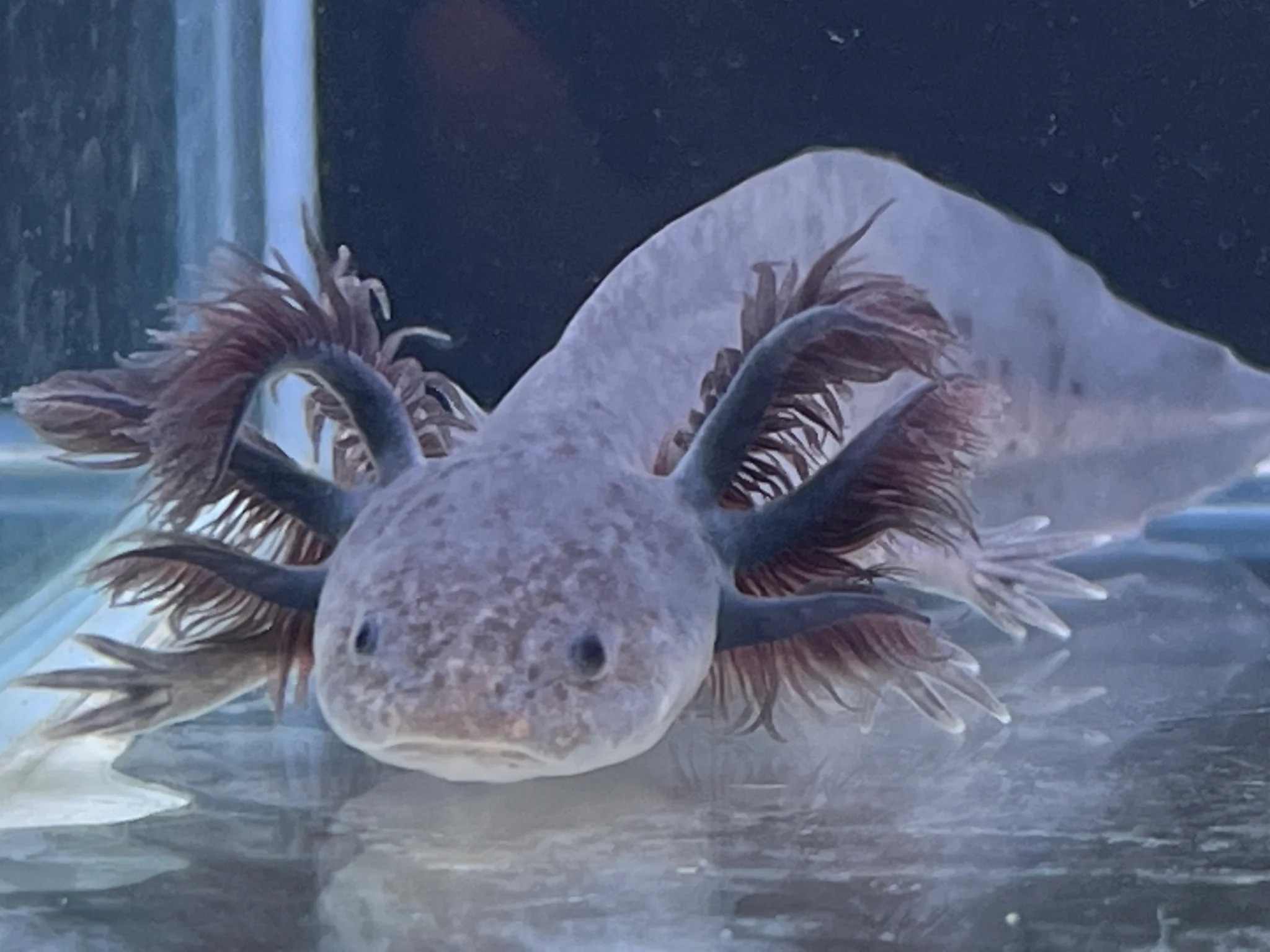 Melanoid Axanthic