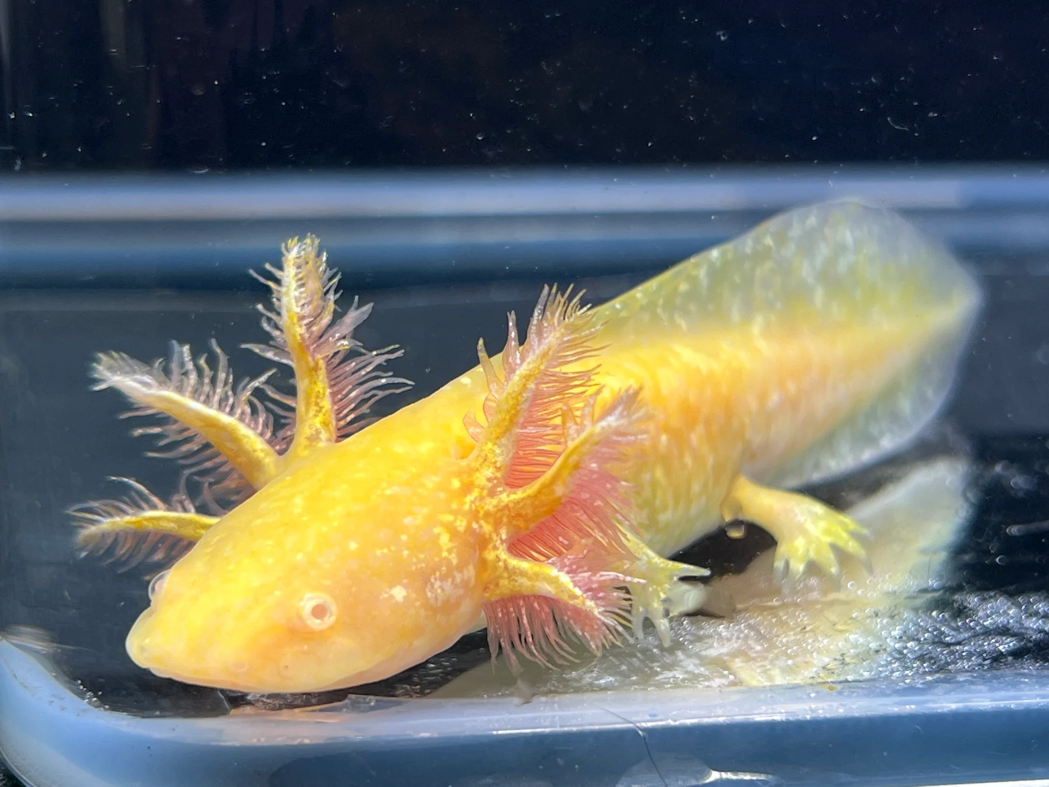 Hi Iridophore Albino