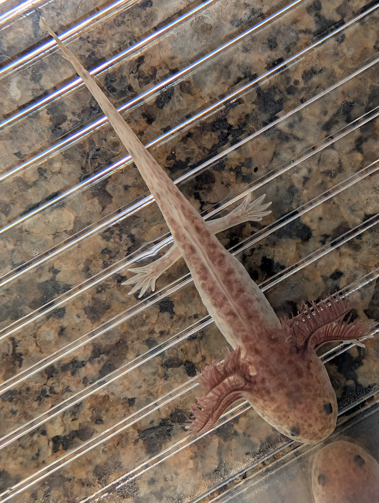 ~4-5" Hypomelanstic Axanthic