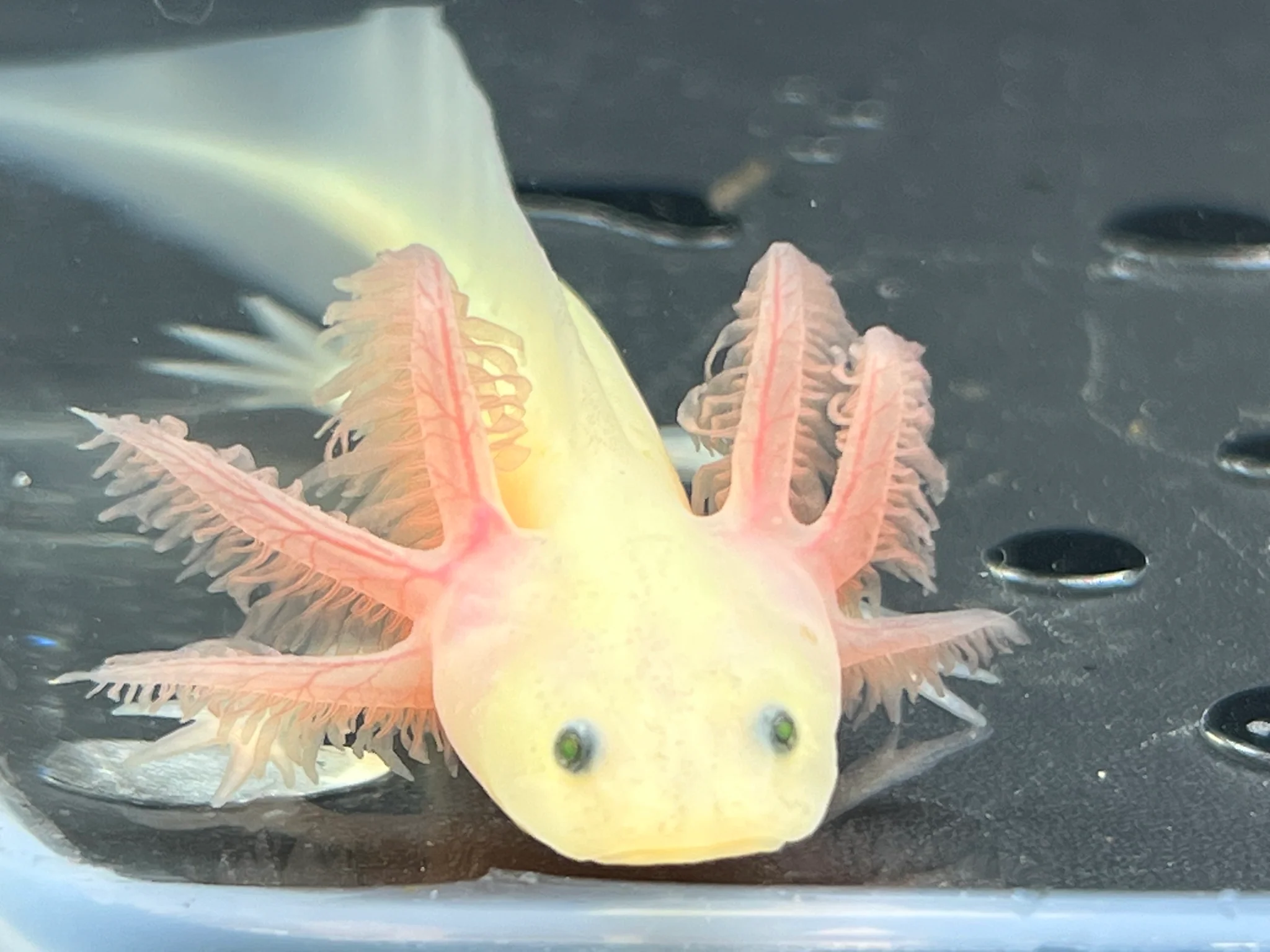 GFP Leucistic