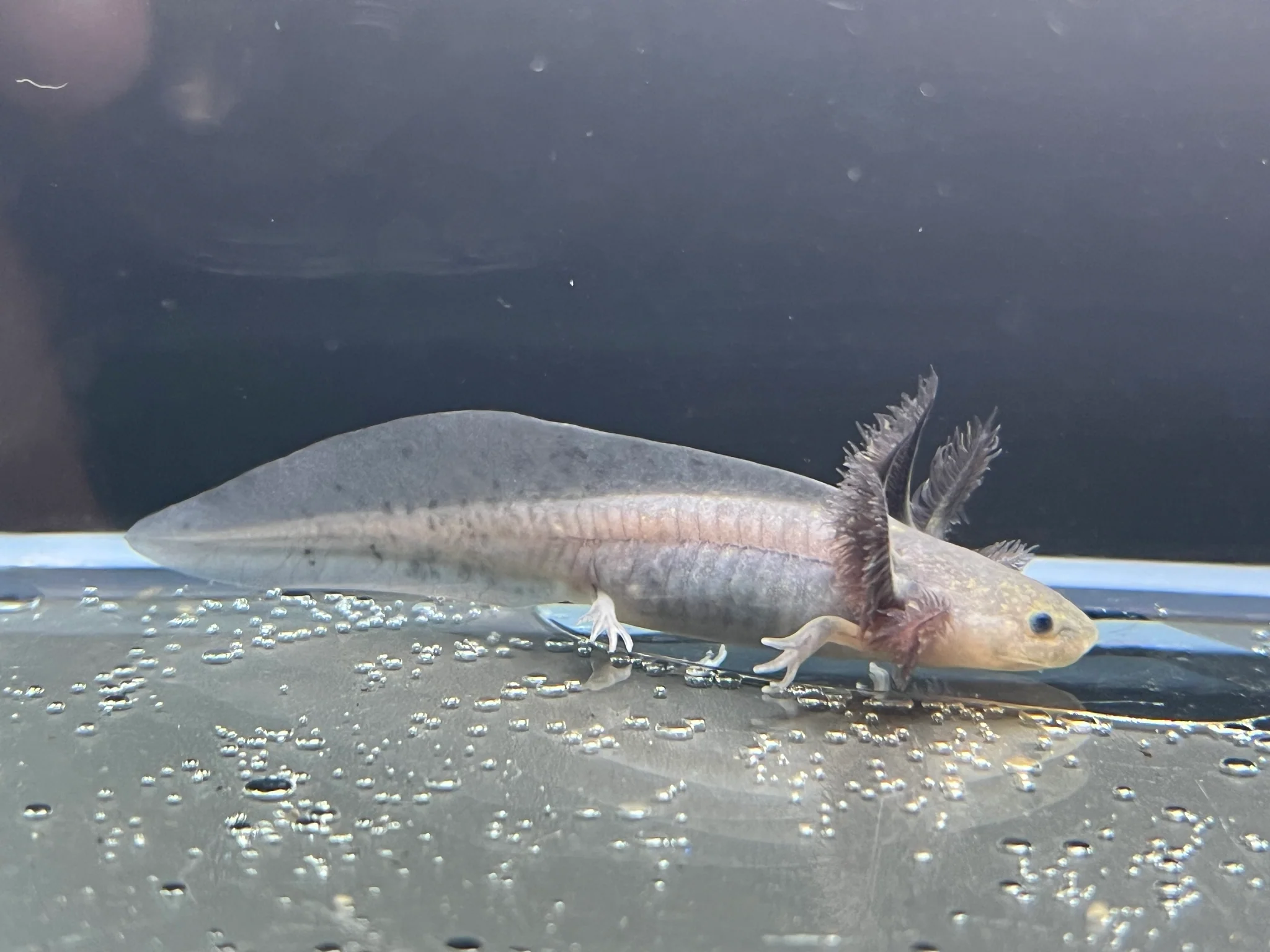 Melanoid