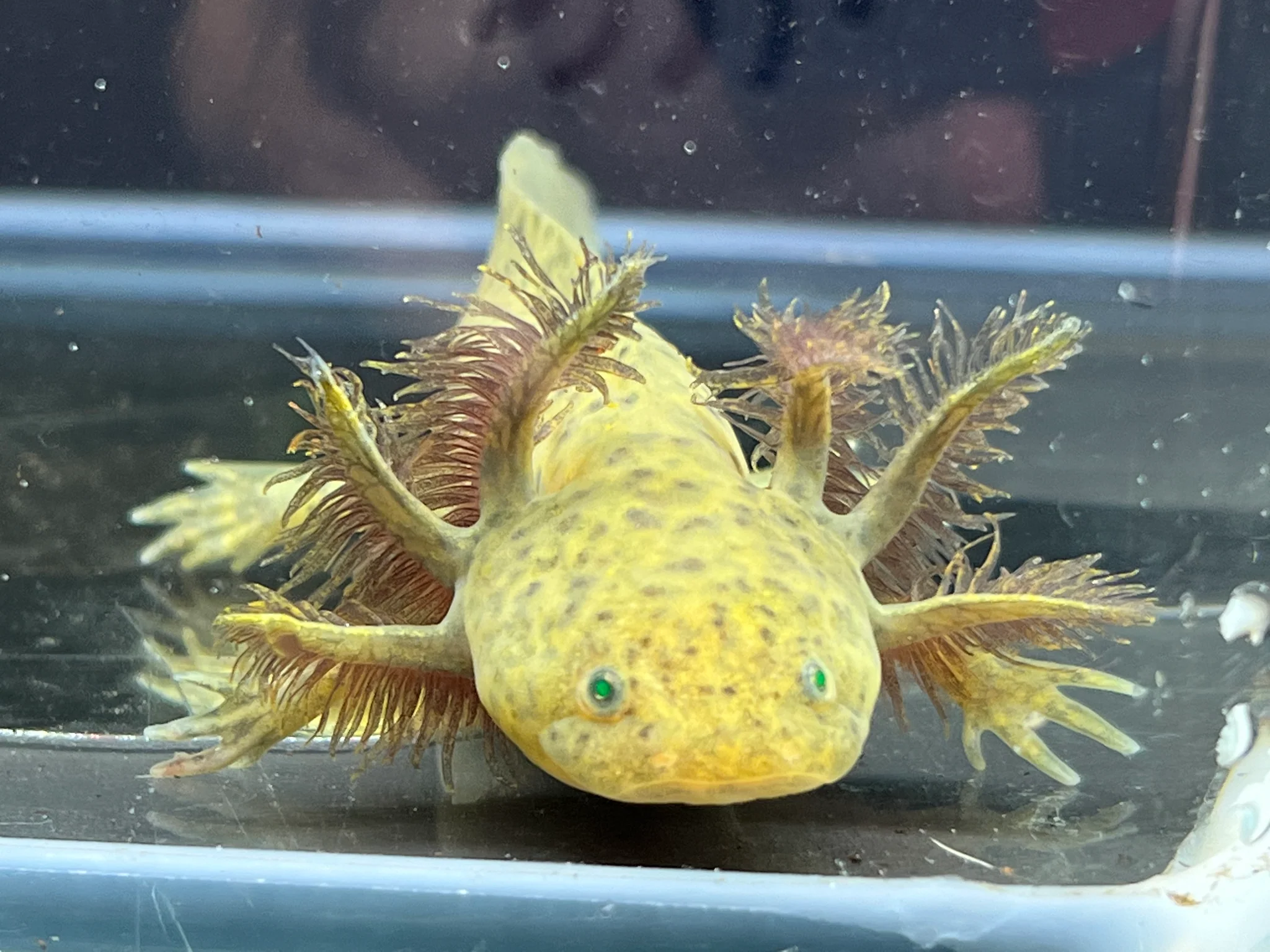 GFP Wild