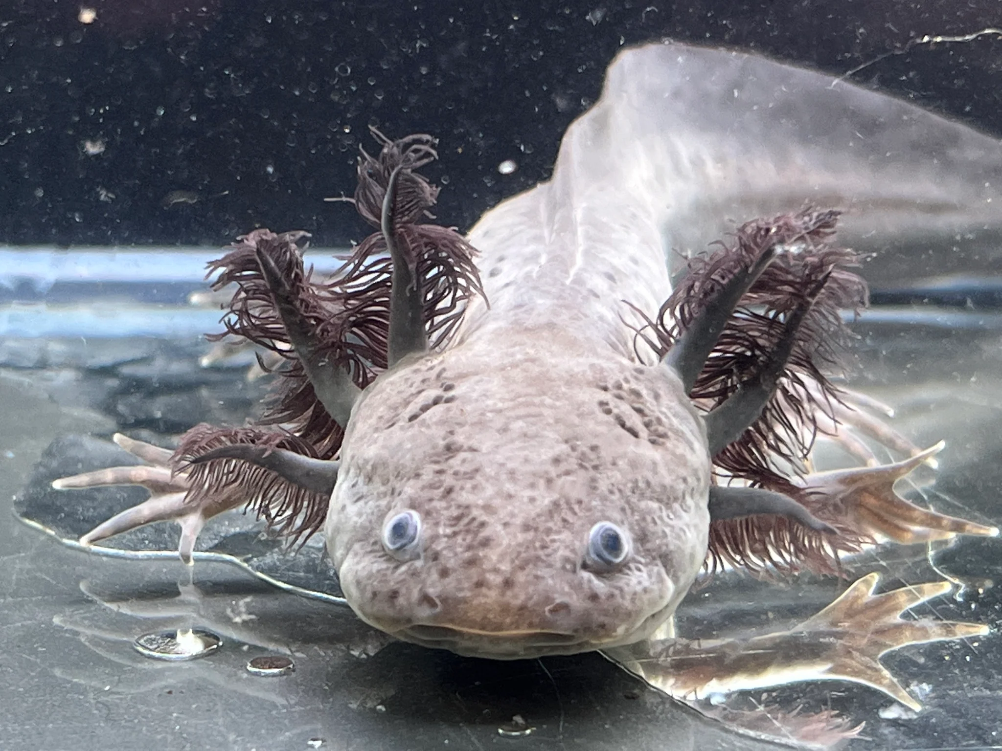 Male Melanoid