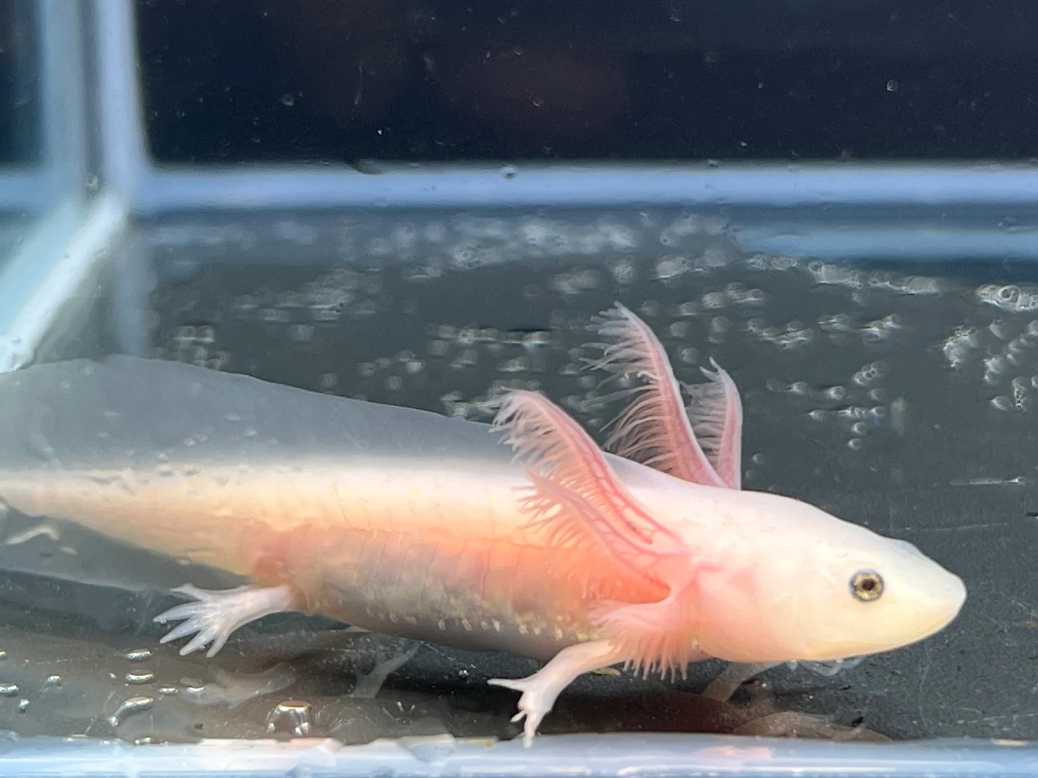 Leucistic
