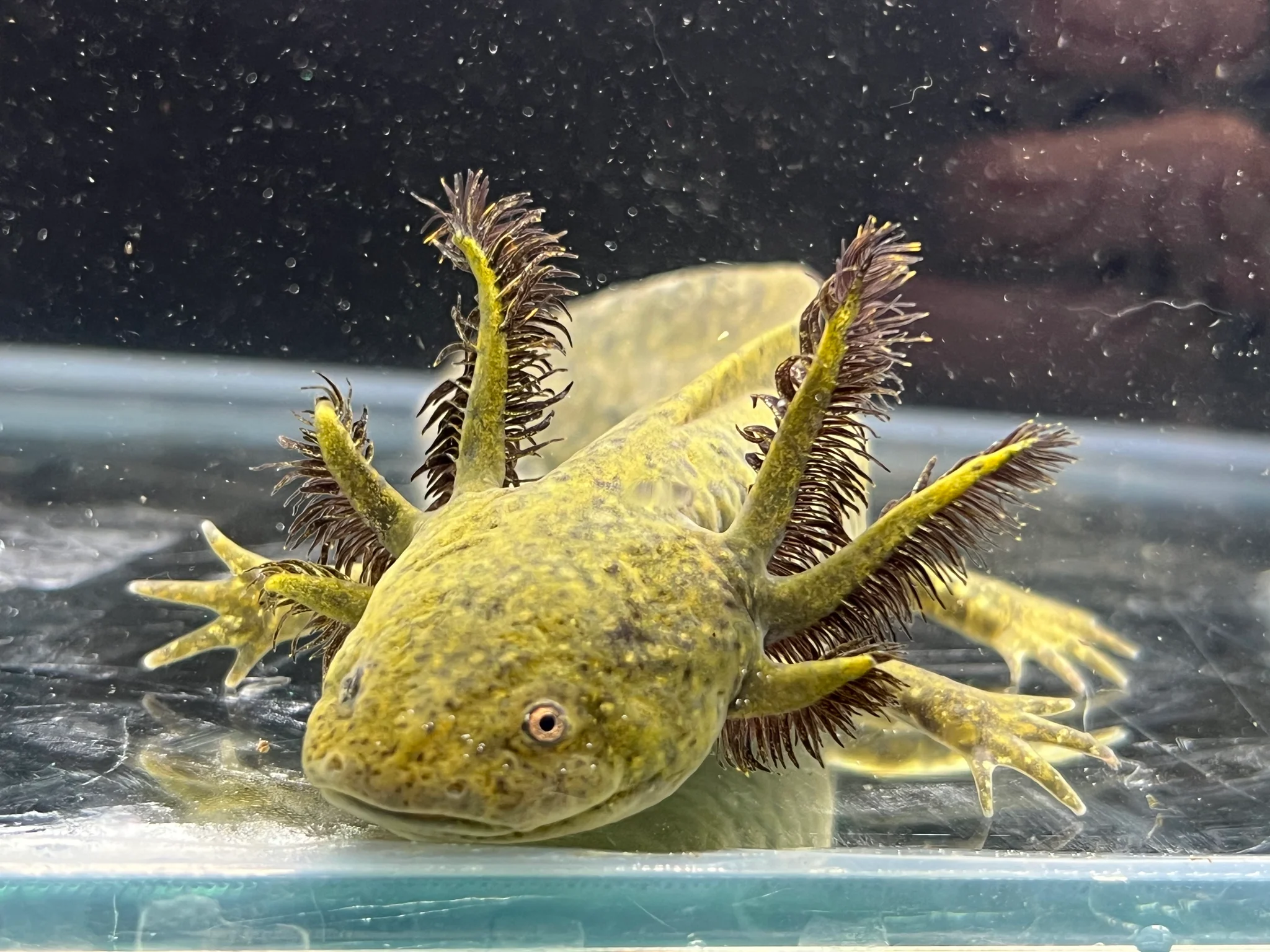1/4 True Ambystoma Mexicana