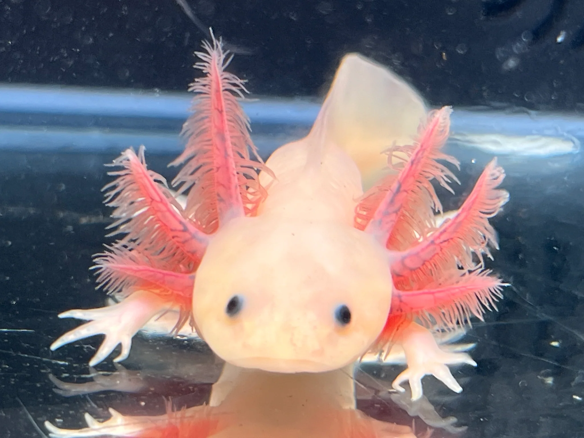 Axanthic Melanoid Leucistic