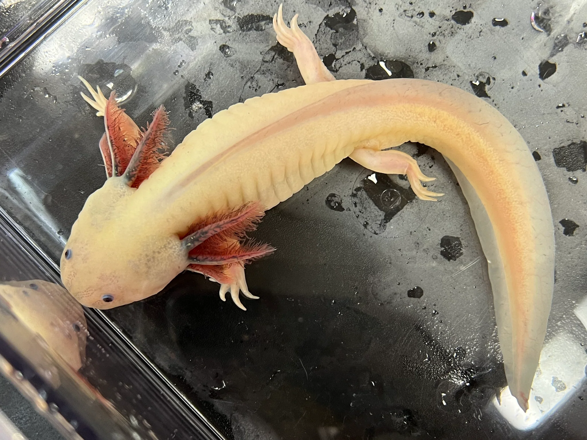 Male Dirty Dark Gill Leucistic Axolotl