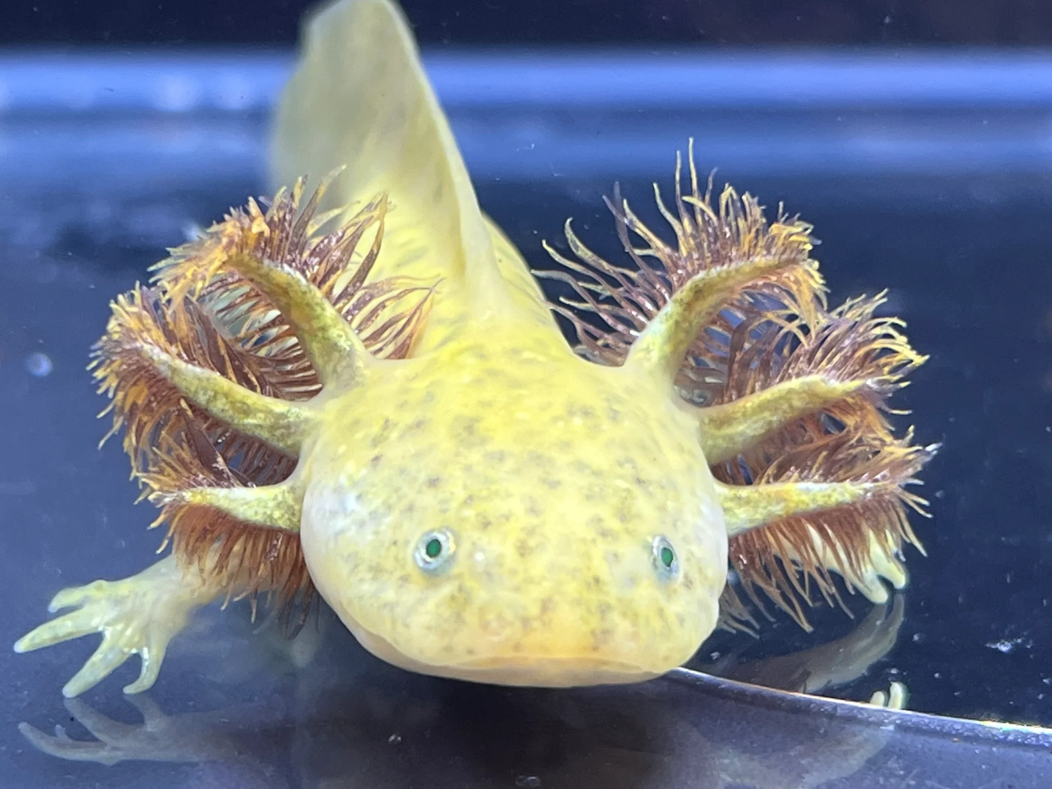 GFP Copper Axolotl