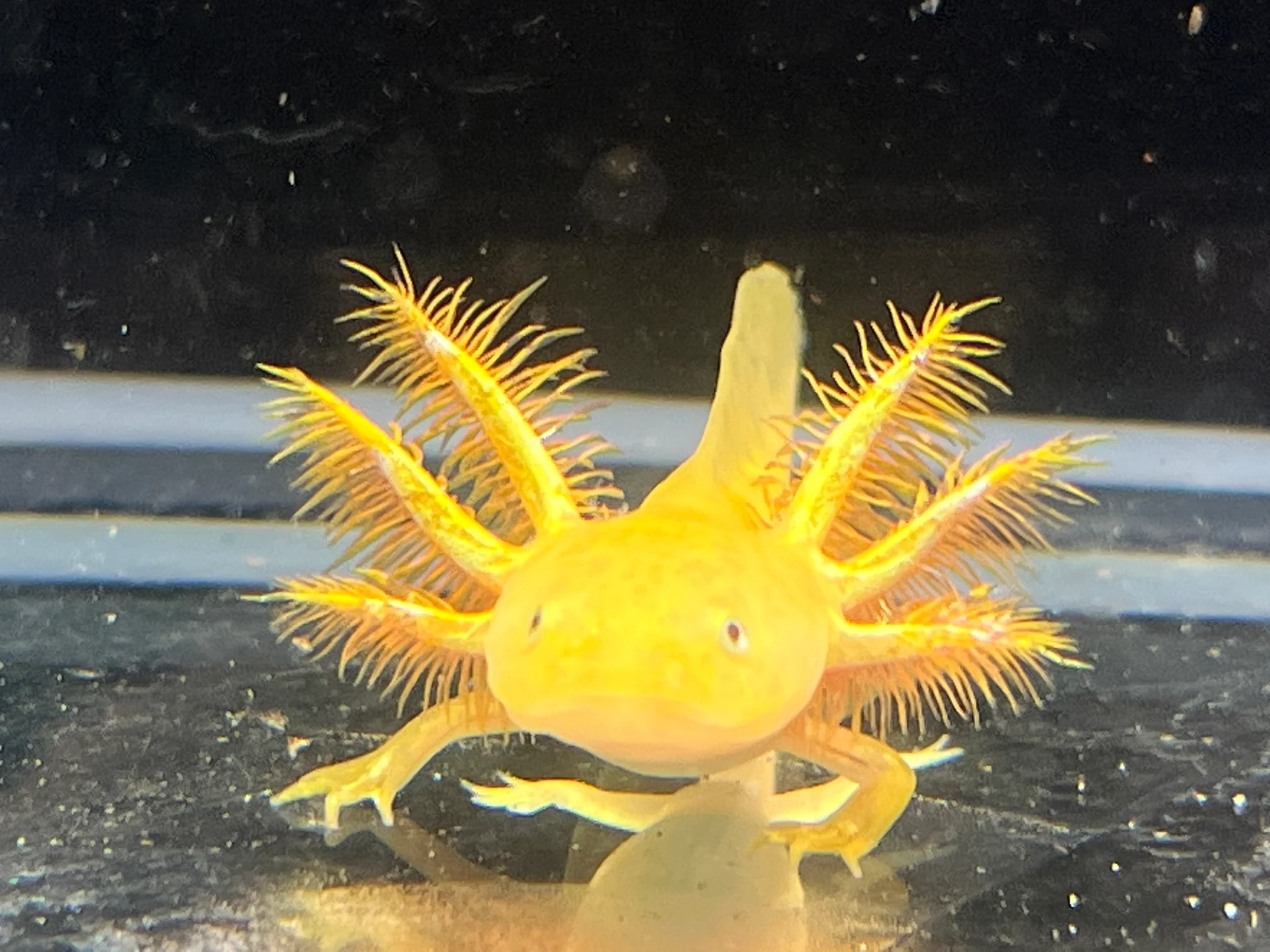 Hypo Copper