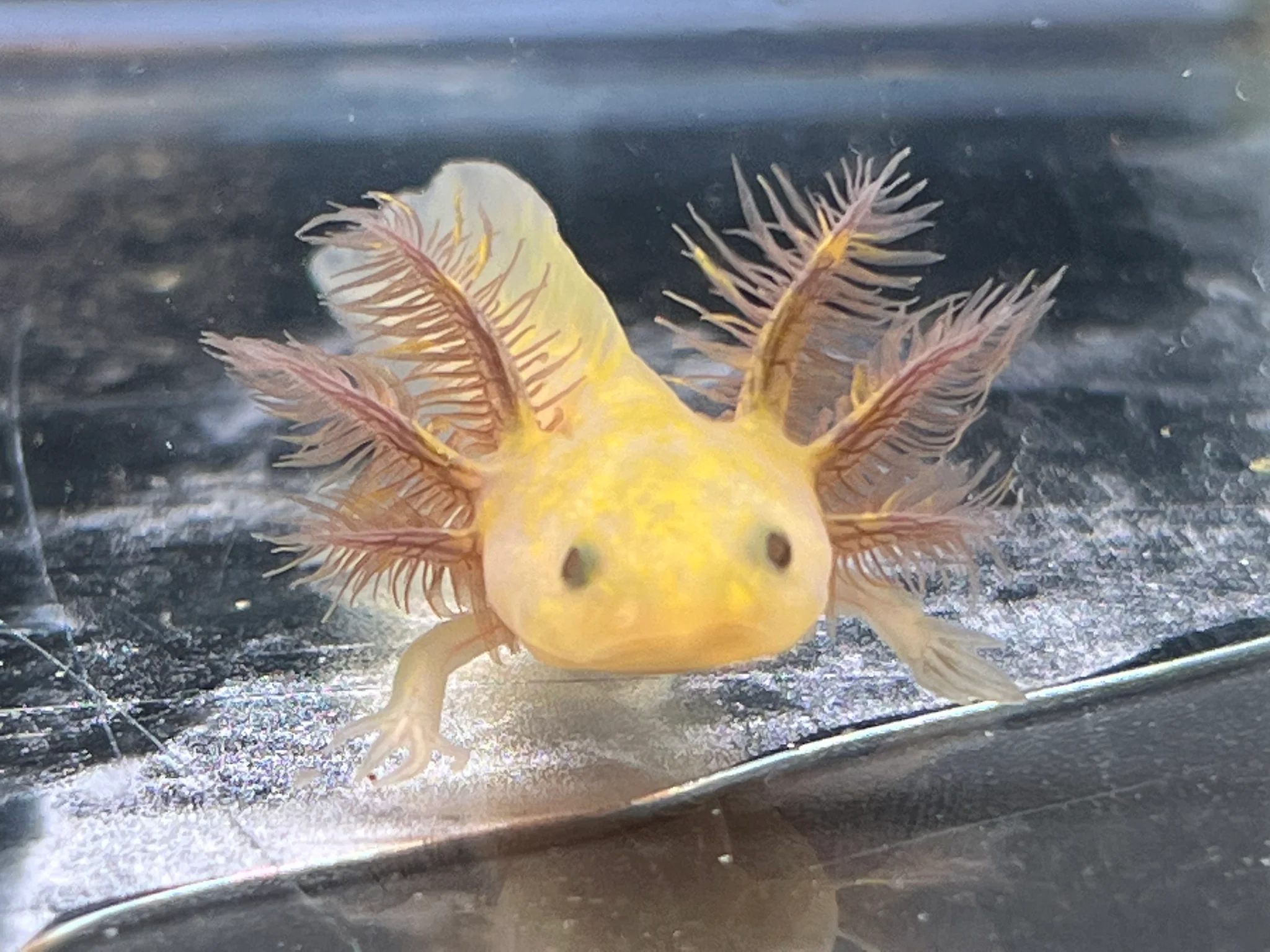 Hypo Copper Melanoid