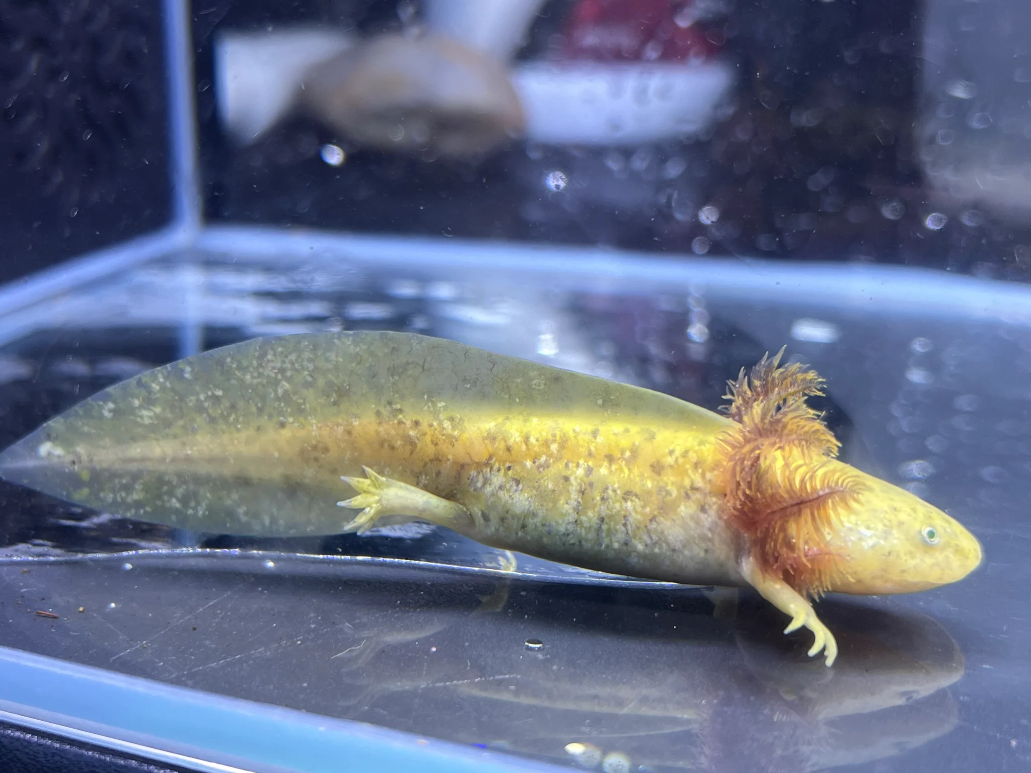 GFP Copper Axolotl