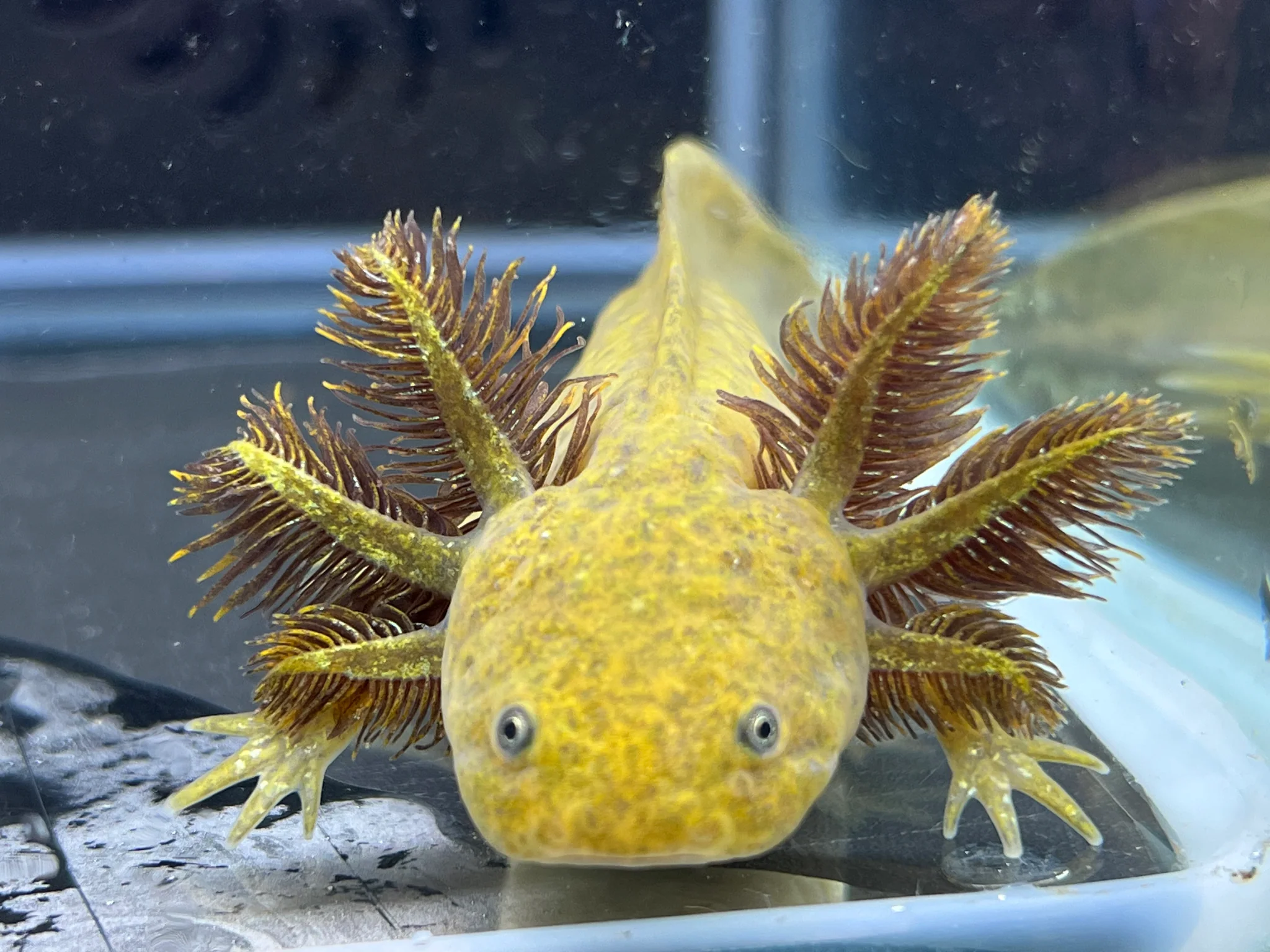 Dwarf Hypomelanistic