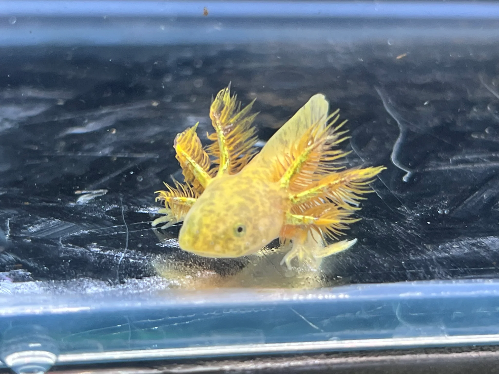 Gfp Copper