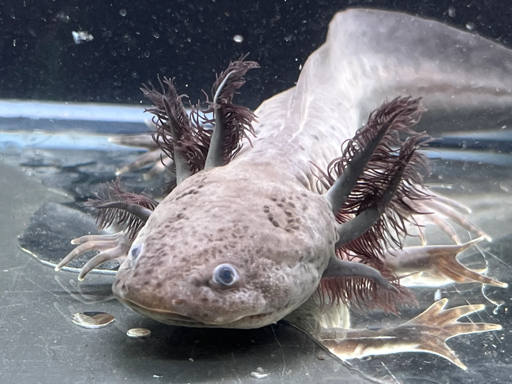 Male Melanoid
