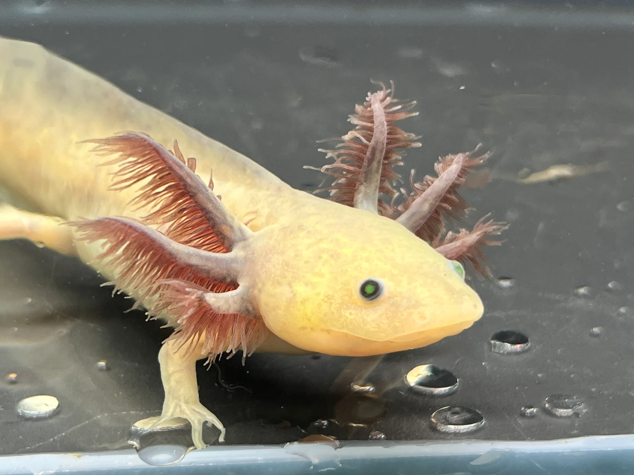 GFP Copper Melanoid
