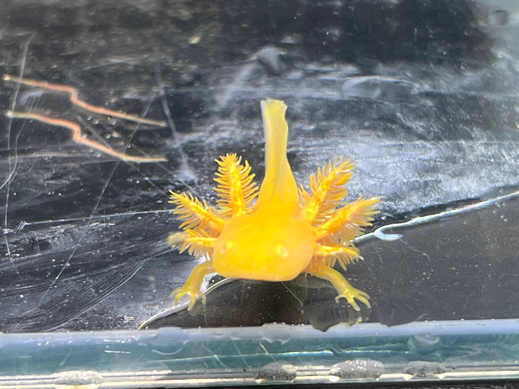 Hypo Copper Albino/Copper Albino Split