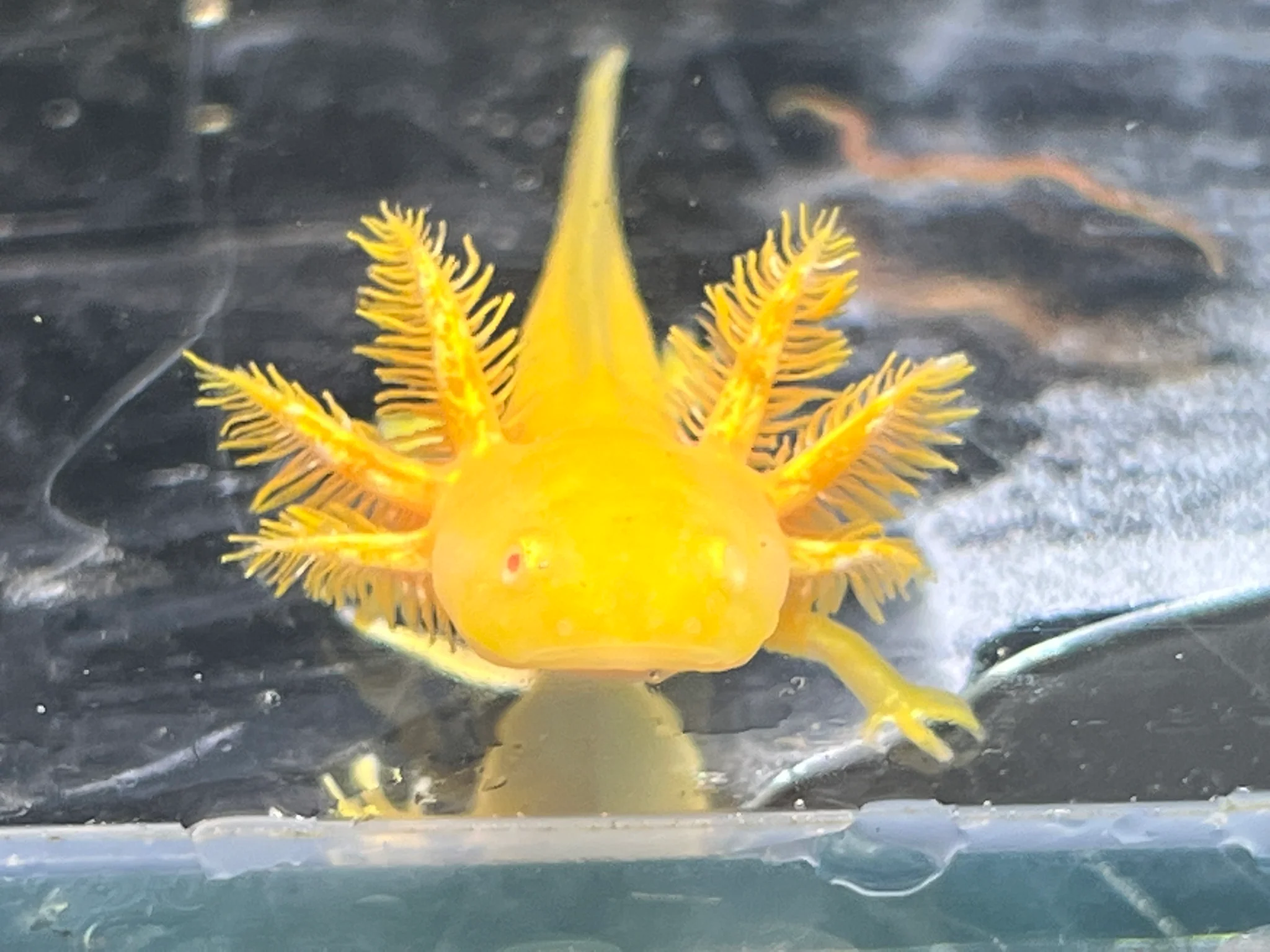 Hypo Copper Albino/Copper Albino Split