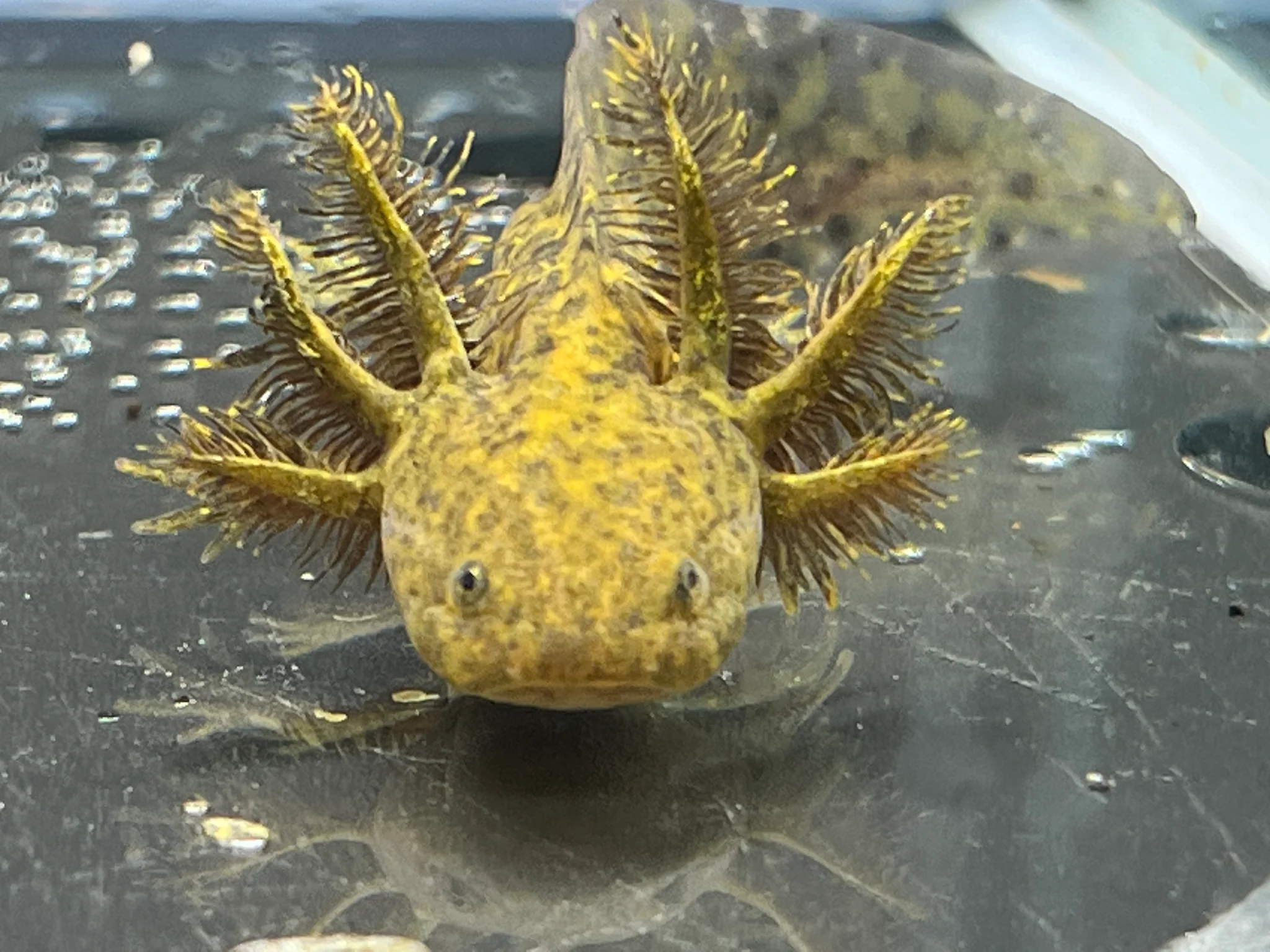 Wild 1/4 True Axolotl