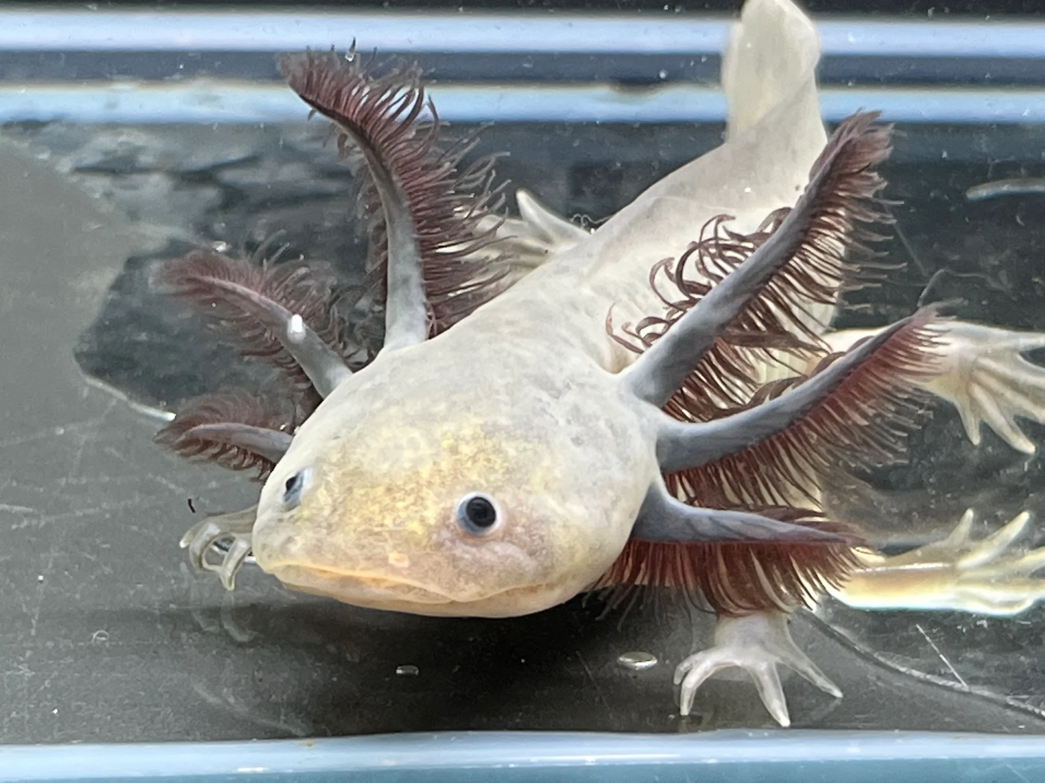 Melanoid