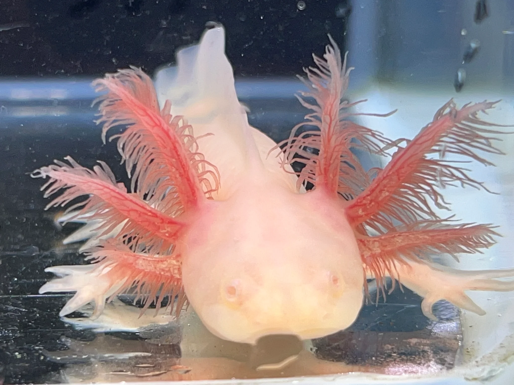 White Albino