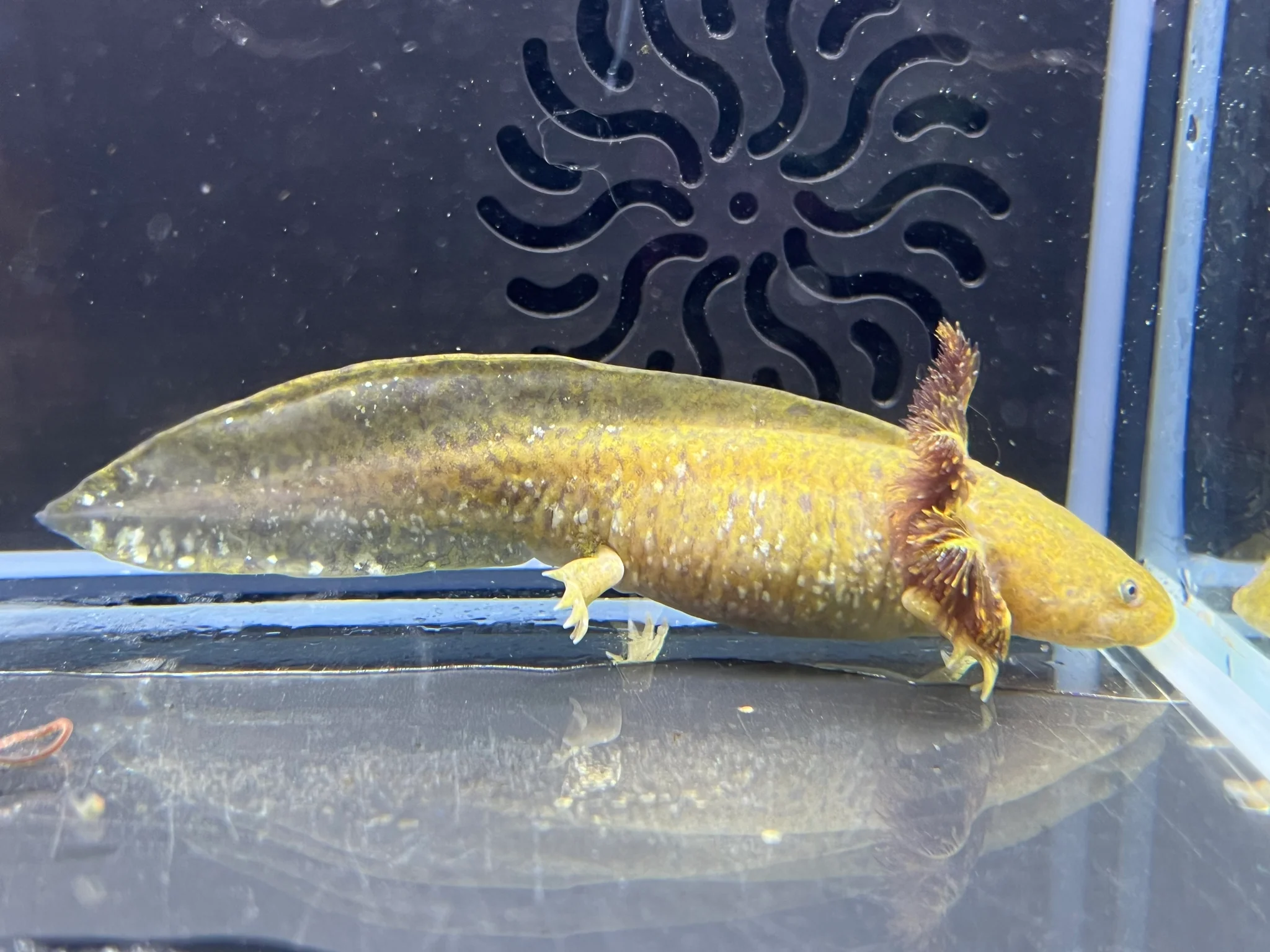 Dwarf Hypomelanistic