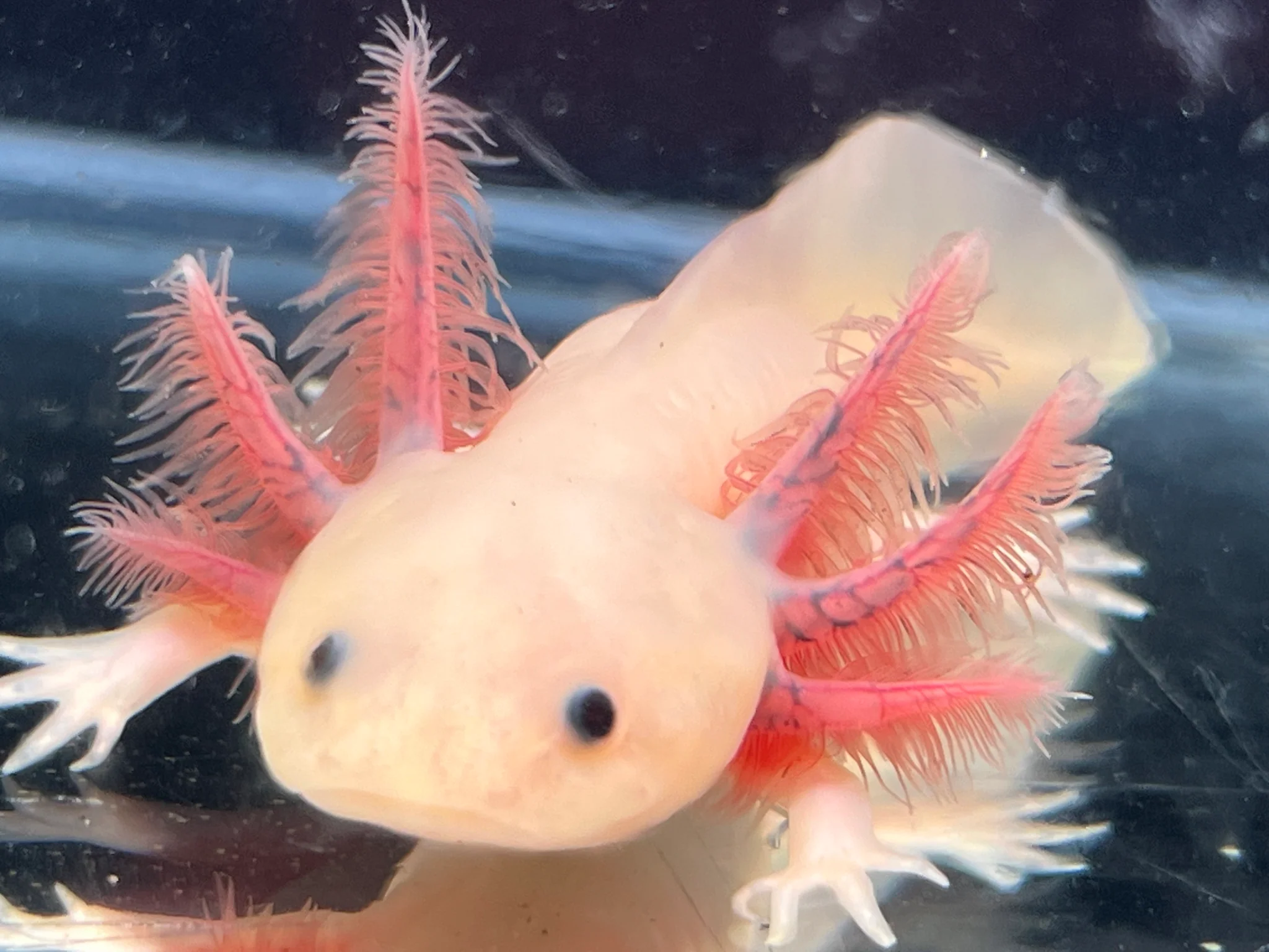 Axanthic Melanoid Leucistic
